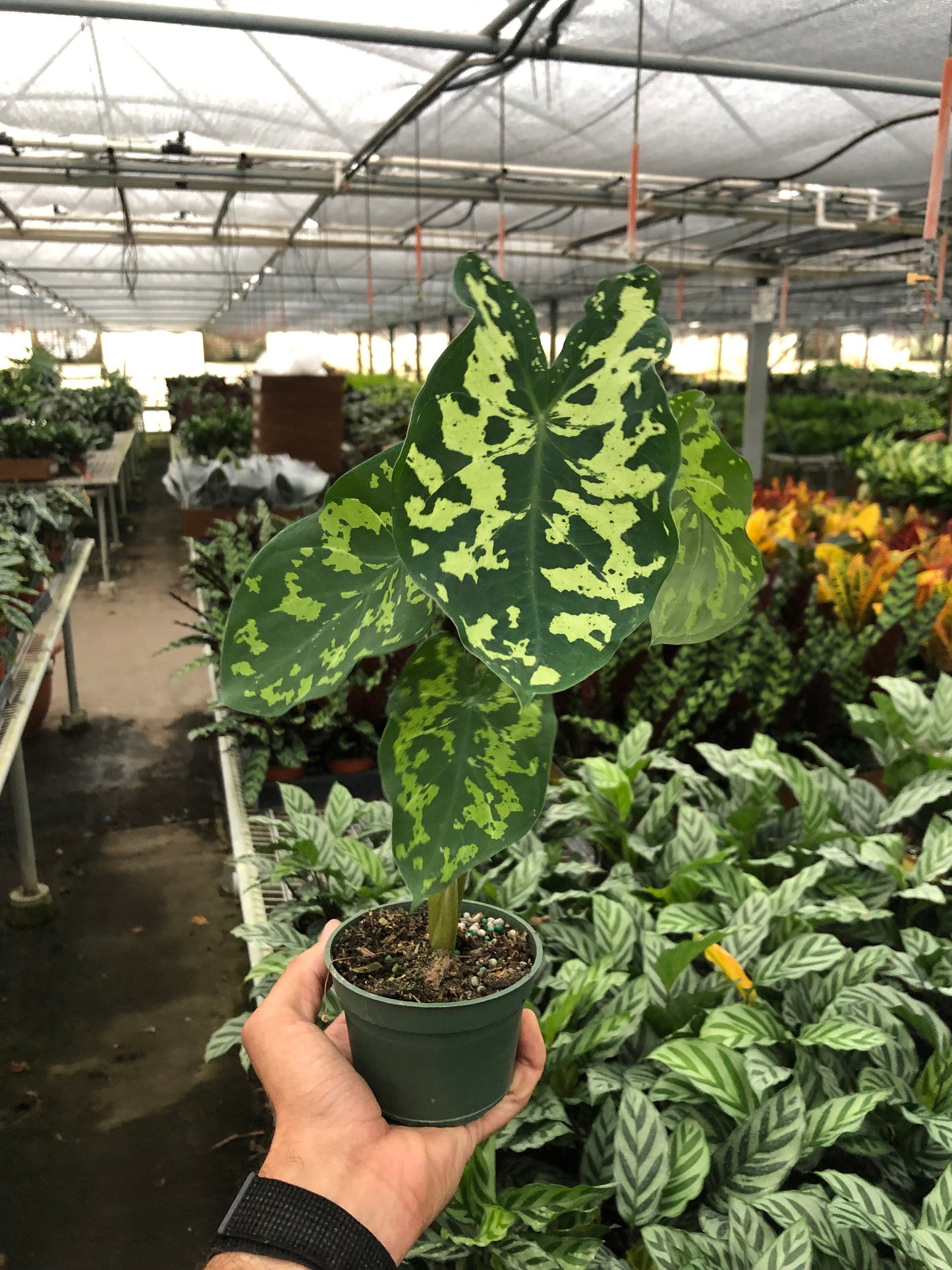 Alocasia Hilo Beauty plant with variegated green and yellow heart-shaped leaves in black nursery pot