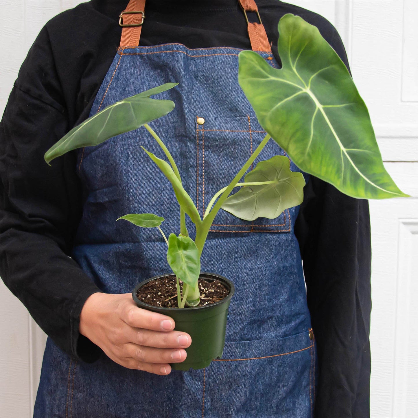 Person in denim apron holding potted Alocasia Frydek with large green arrow-shaped leaves and white veins