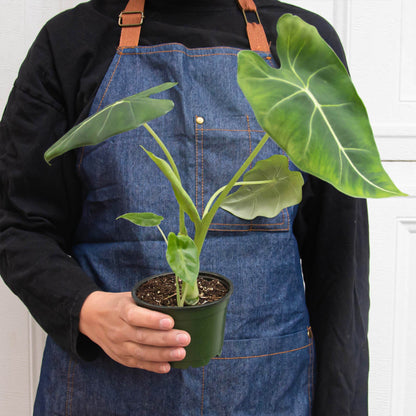 Person in denim apron holding potted Alocasia Frydek with large green arrow-shaped leaves and white veins