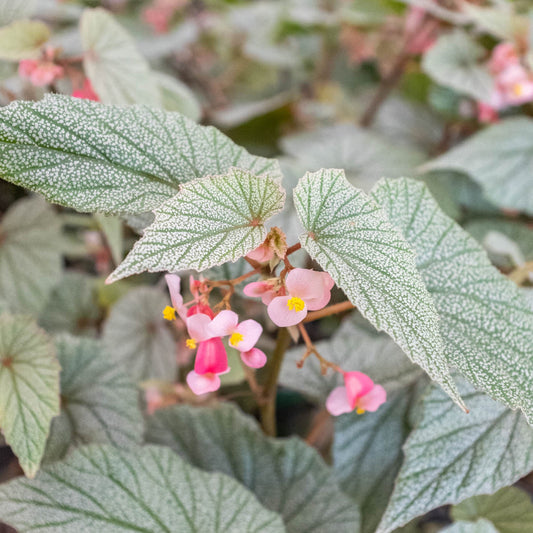 Begonia 'Frosty' with silvery-white veined leaves and small pink flowers with yellow centers