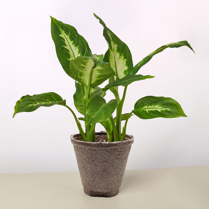 Dieffenbachia Camille plant with variegated yellow-green leaves in textured brown pot on neutral background