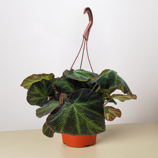 Begonia 'Soli Mutata' in terracotta pot with textured dark green heart-shaped leaves and trailing stems
