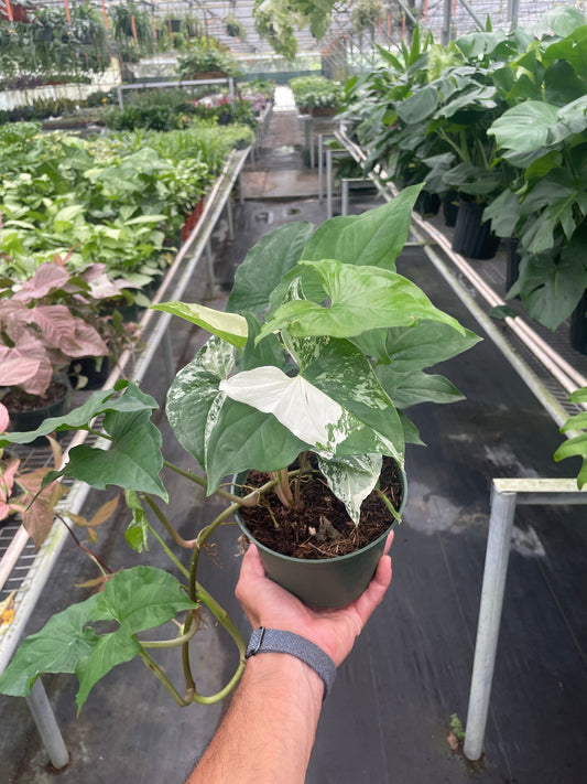 Variegated Syngonium 'Albo' plant with white and green arrow-shaped leaves in black pot held in greenhouse