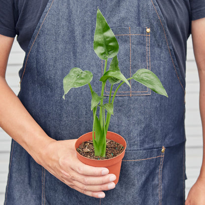 Person in denim apron holding small potted Alocasia 'Tiny Dancer' plant with cupped green leaves in terracotta pot