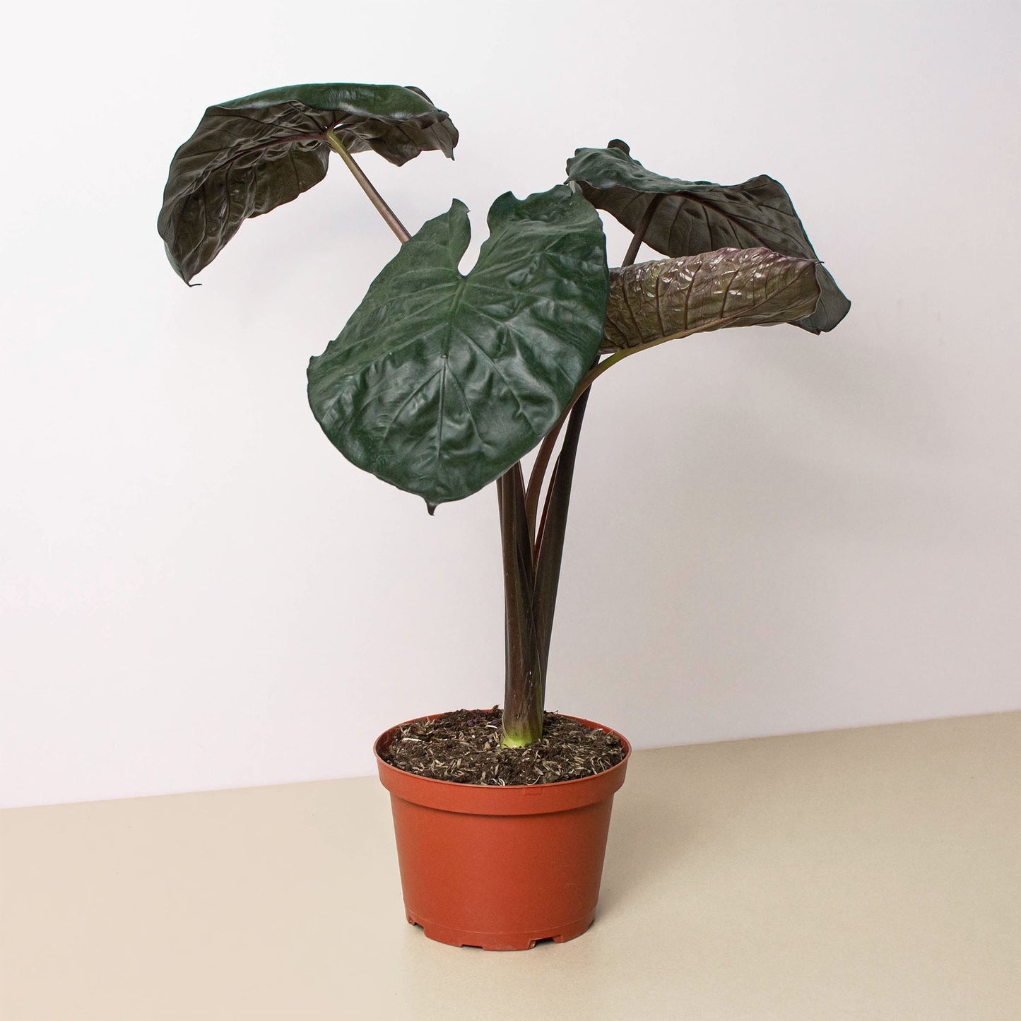 Alocasia 'Serendipity' plant with large heart-shaped dark green leaves in terracotta pot