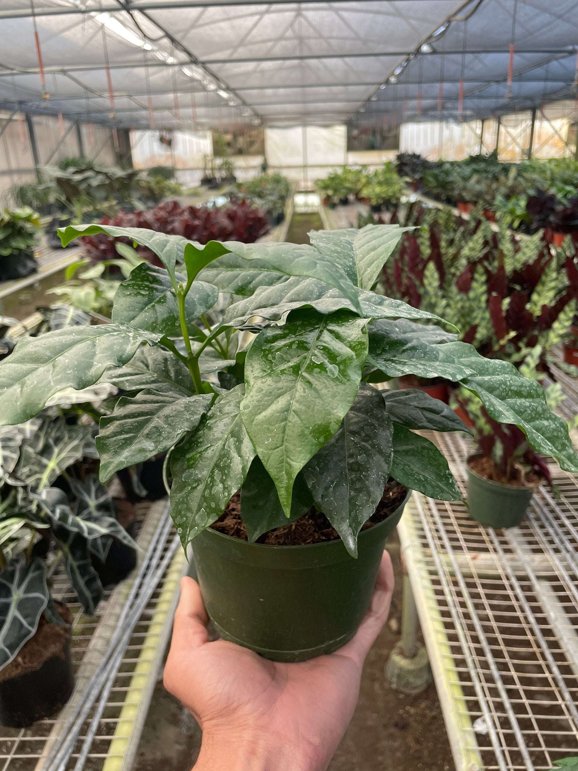 Arabica coffee plant with glossy green leaves in black pot held in greenhouse with various plants