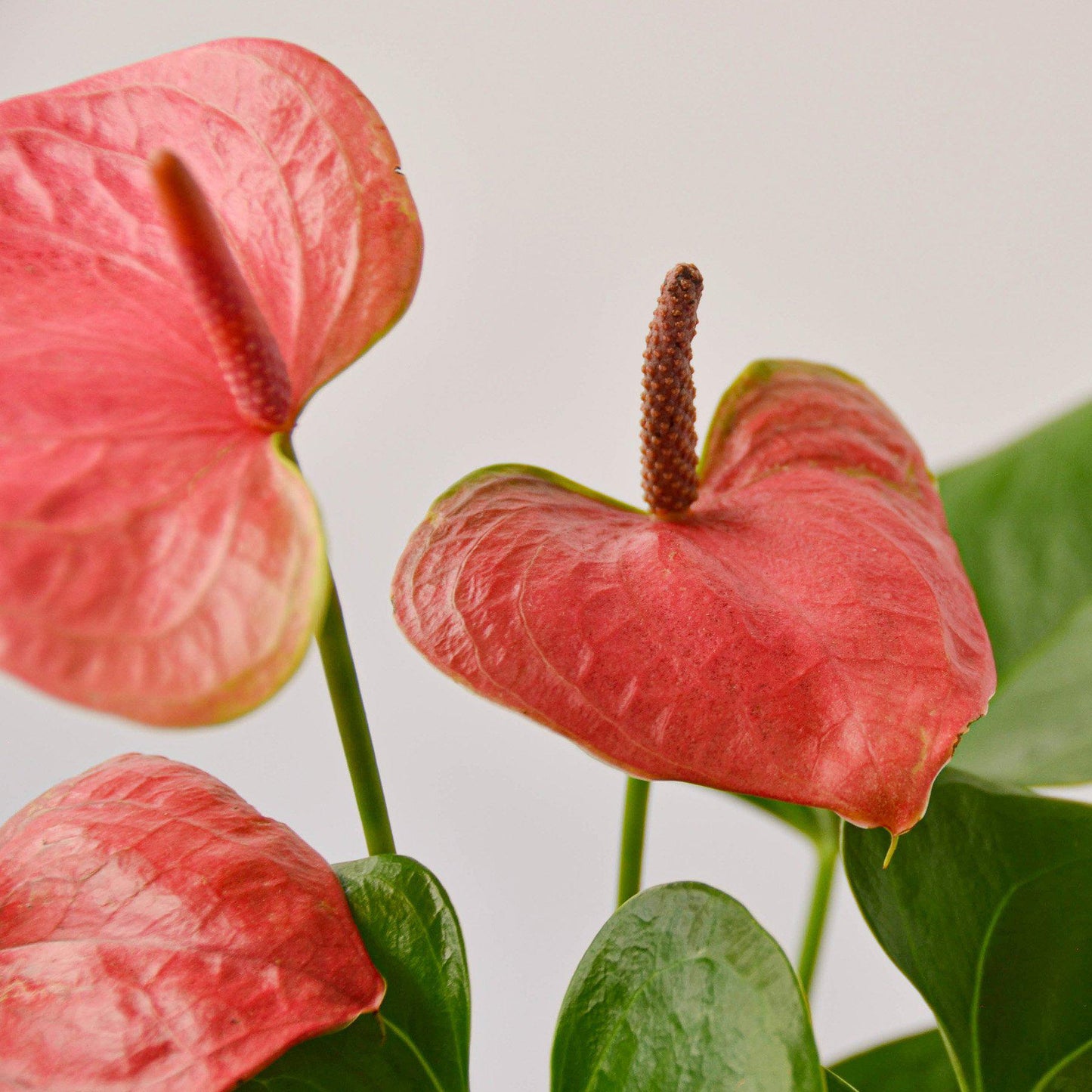Pink anthurium with glossy heart-shaped bracts and spadix, green foliage visible against white background