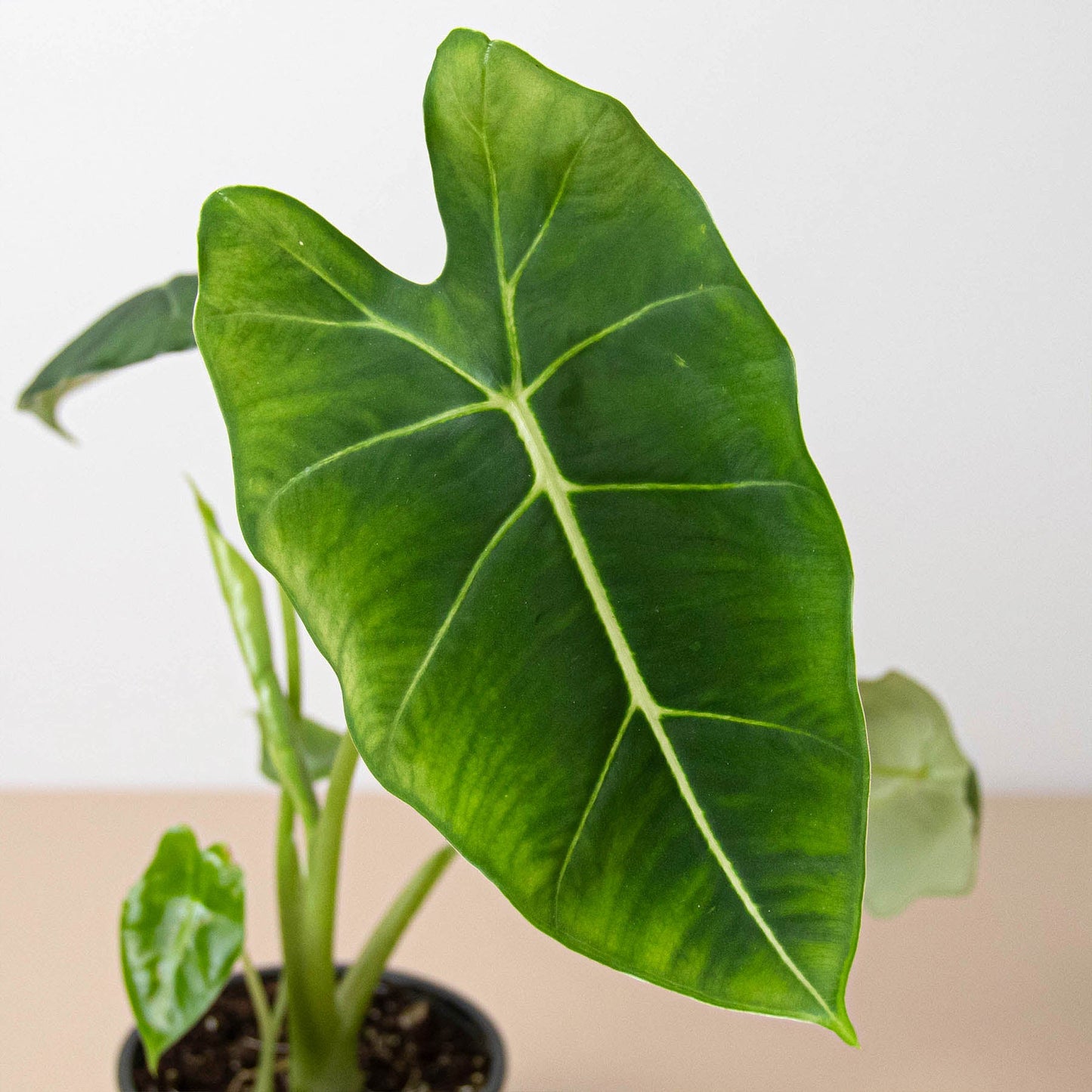 Green velvet Alocasia plant with large arrowhead leaves and prominent white veins in pot