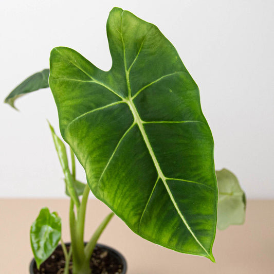 Green velvet Alocasia plant with large arrowhead leaves and prominent white veins in pot