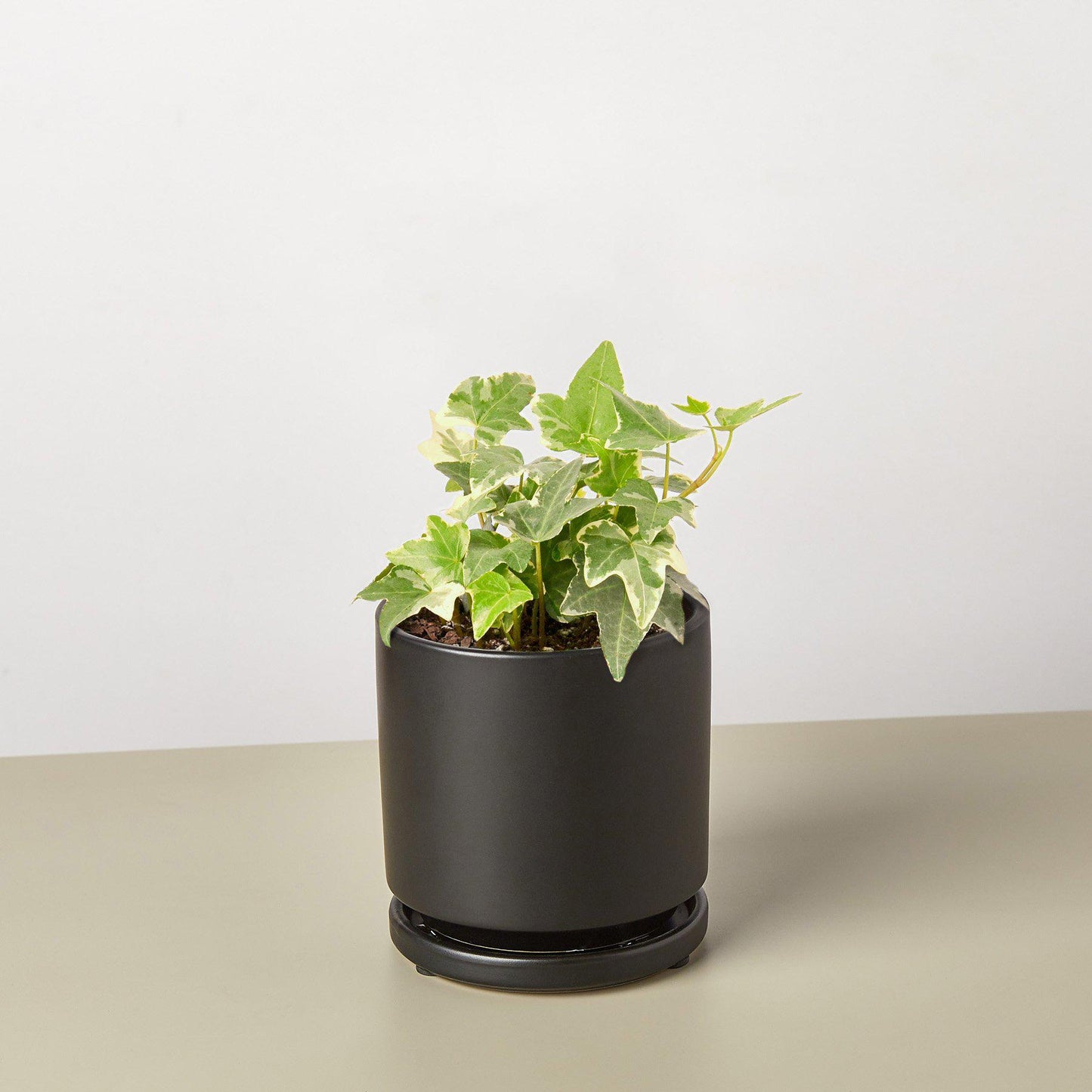English Ivy 'Glacier' with variegated green and white leaves in a black ceramic pot with saucer