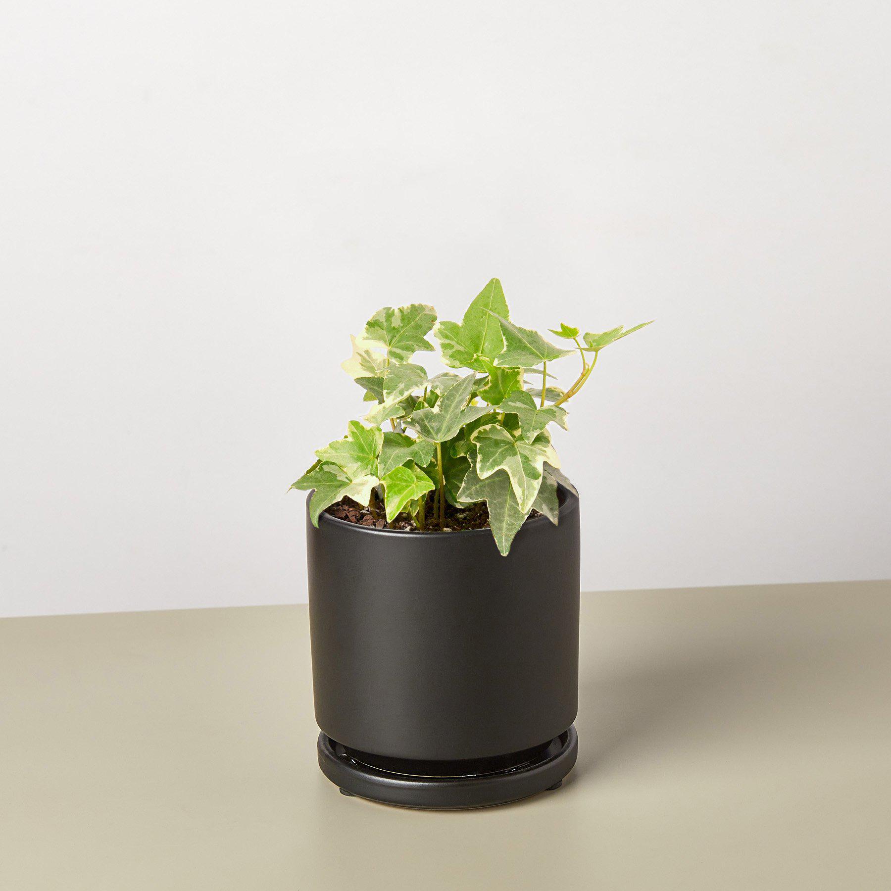 English Ivy 'Glacier' with variegated green and white leaves in a black ceramic pot with saucer