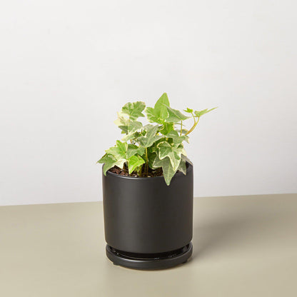 English Ivy 'Glacier' with variegated green and white leaves in a black ceramic pot with saucer