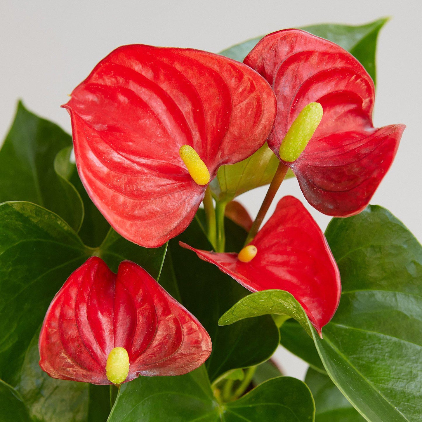 Red anthurium with glossy heart-shaped blooms and yellow spadix against dark green foliage