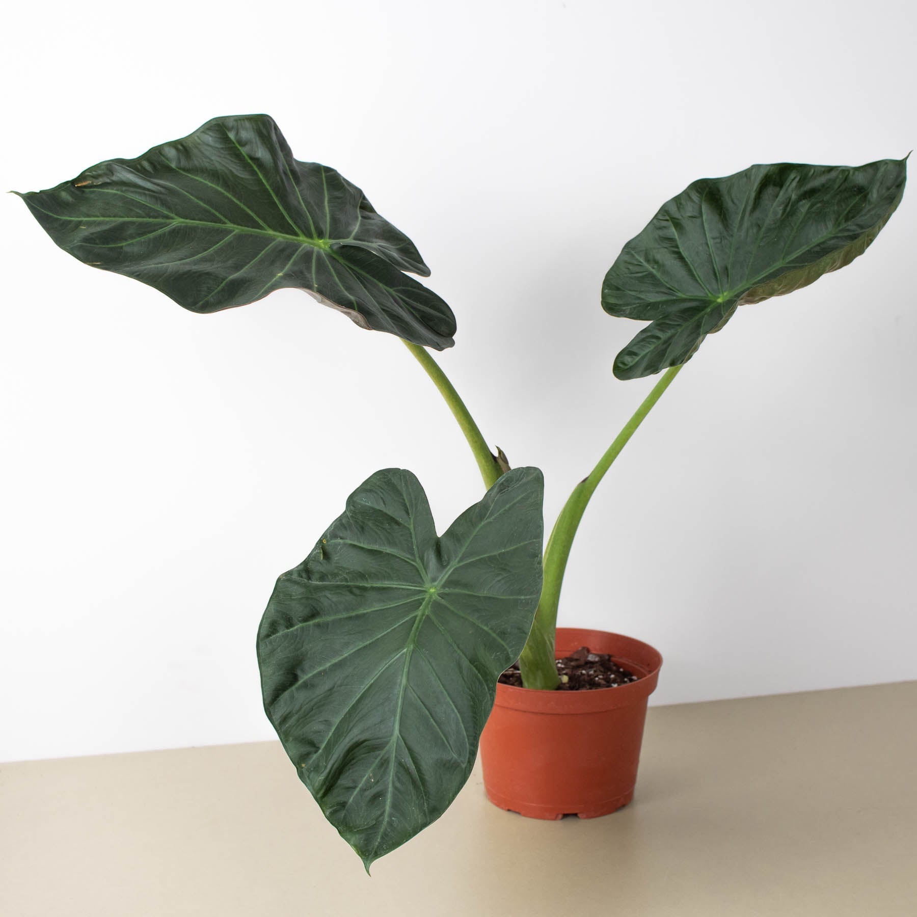 Large-leafed Alocasia 'Regal Shields' houseplant with dark green foliage in terracotta pot on neutral background