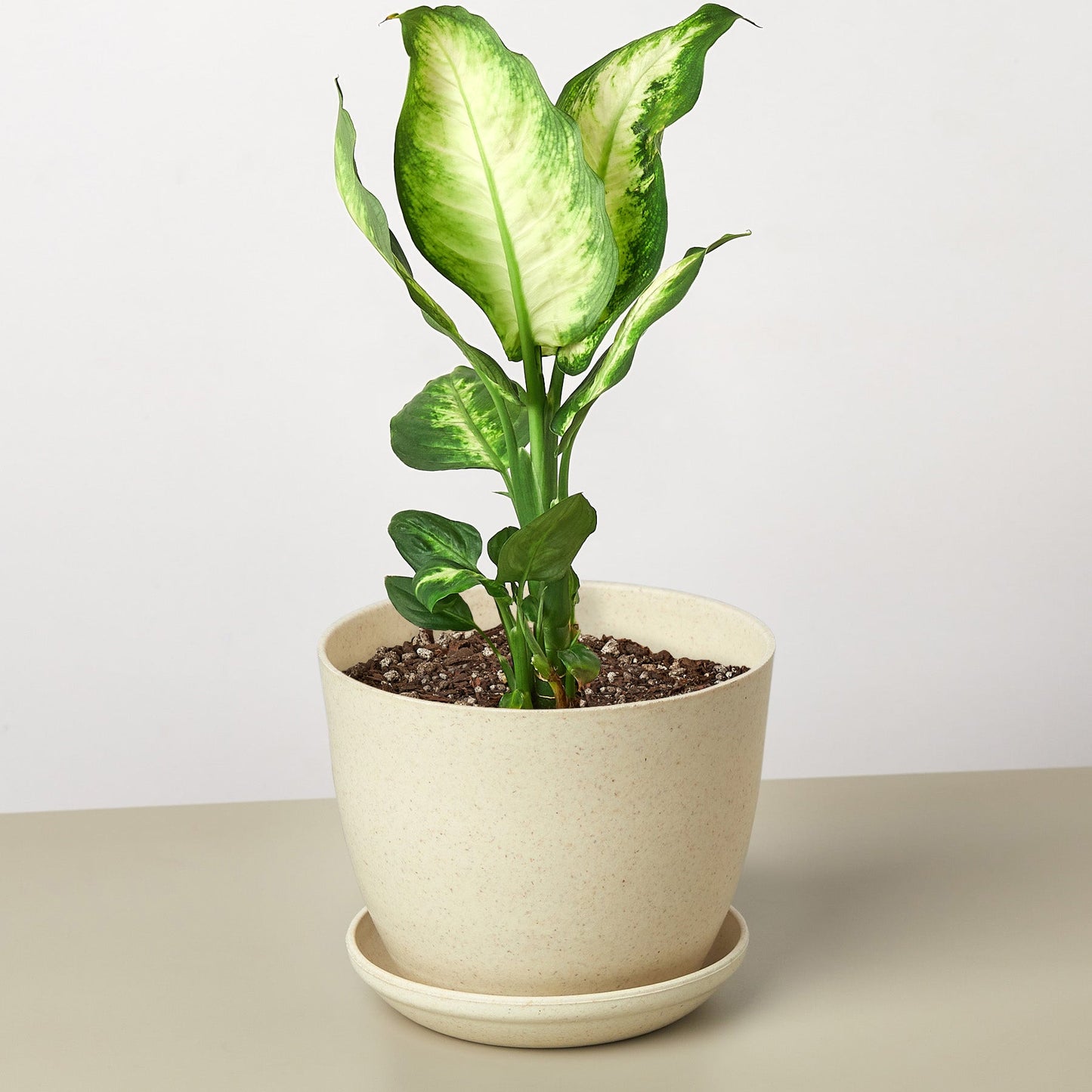 Dieffenbachia Camille plant with variegated yellow-green leaves in beige ceramic pot with saucer