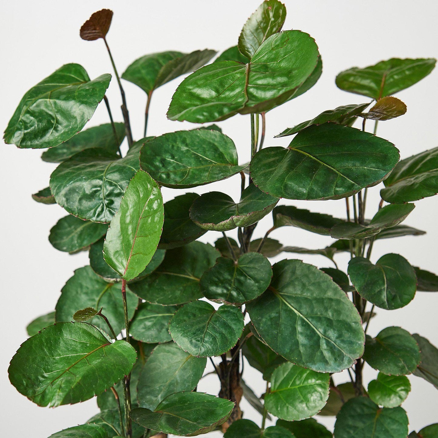 Aralia Fabian Stump with glossy dark green rounded leaves on woody stems against white background