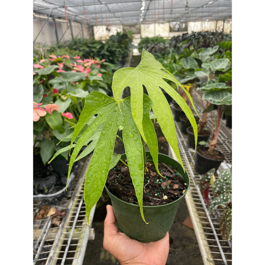 Error processing image.