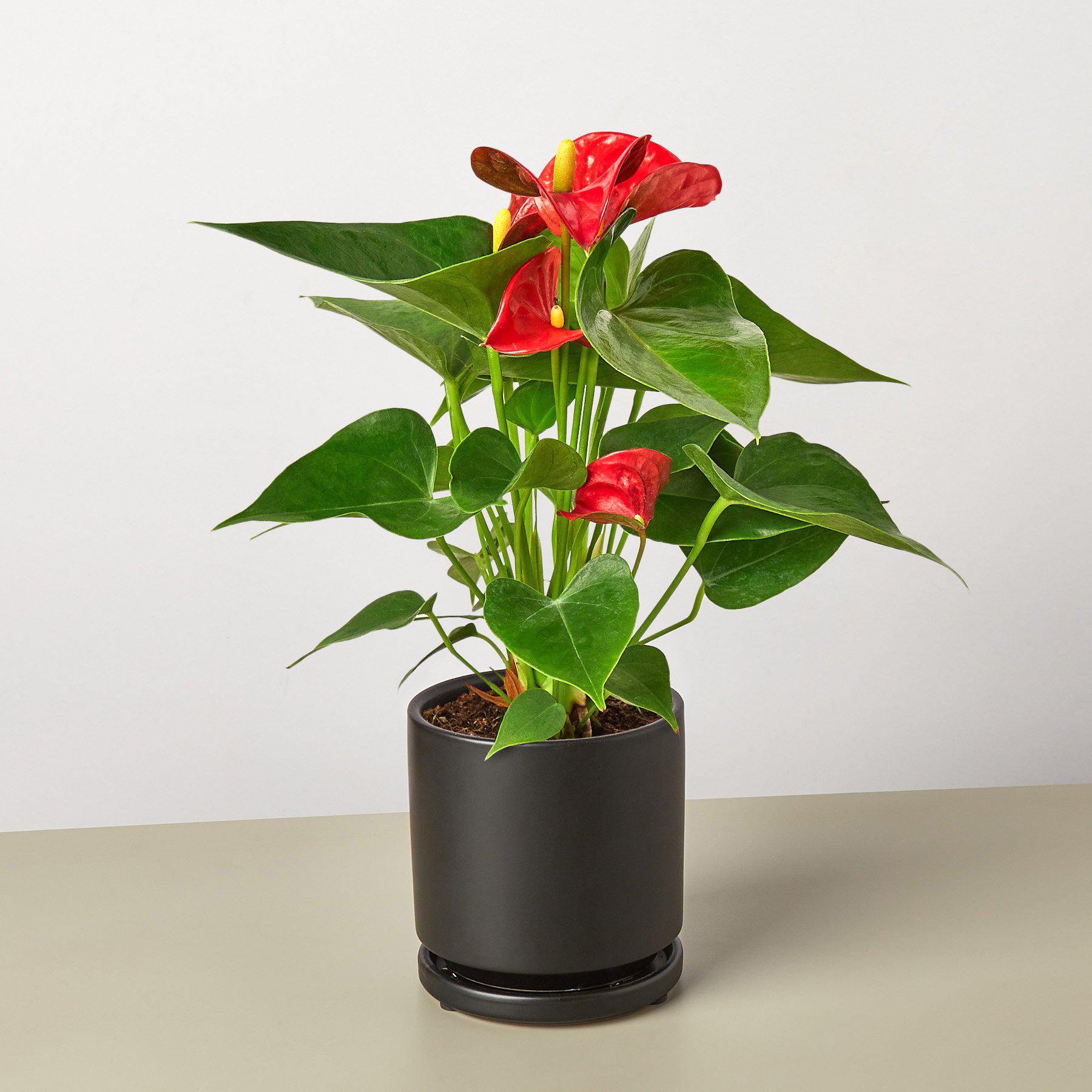 Red anthurium plant with glossy heart-shaped leaves and bright red flowers in a black cylindrical pot