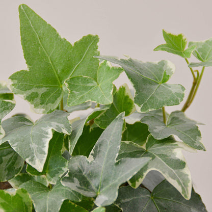 English Ivy 'glacier' (hedera Helix) - Deep Green Foliage, Creamy White Variegation | Vining Plant