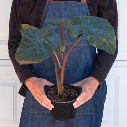 Person in denim apron holding potted Alocasia 'Serendipity' with large heart-shaped purplish-green leaves