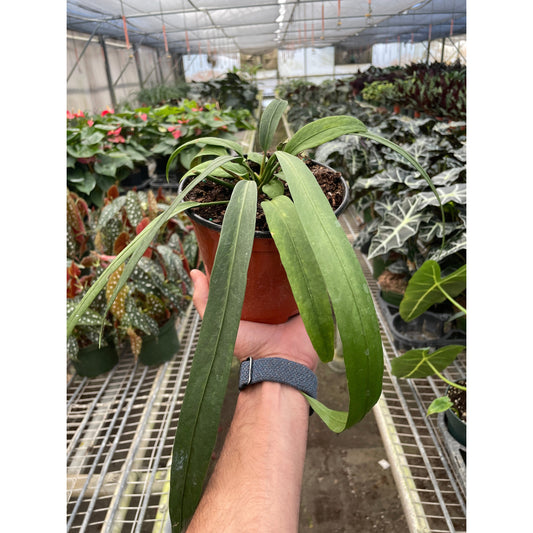 Anthurium vittarifolium with long, strappy green pendant leaves held in terracotta pot in greenhouse setting