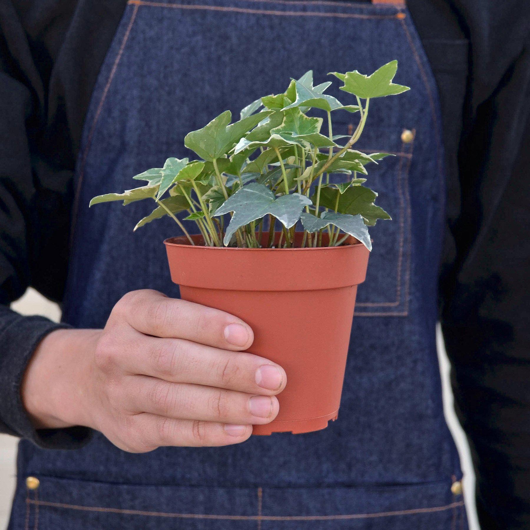 Person in denim apron holding terracotta pot with variegated English Ivy 'Glacier' featuring green and white leaves