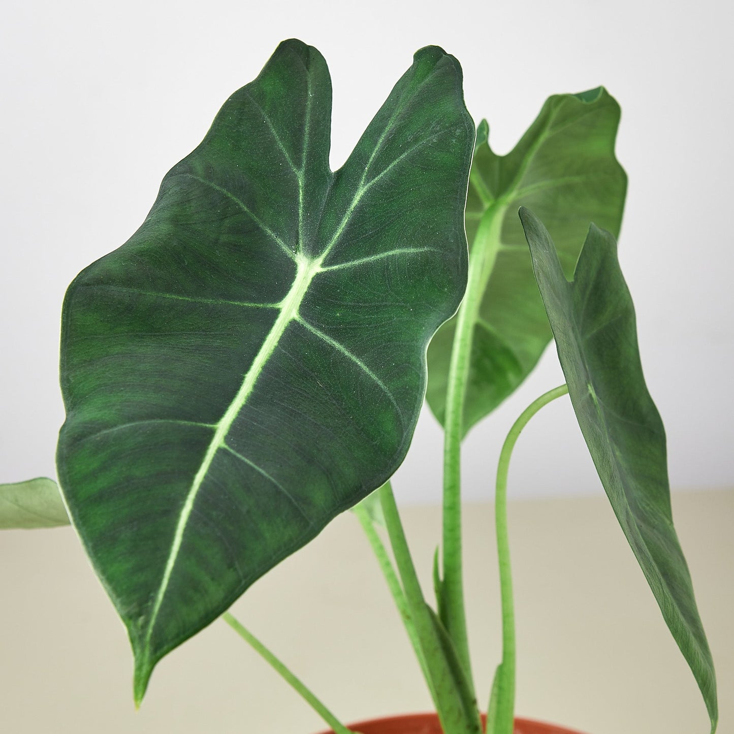 Large green velvet arrowhead leaves with prominent white veins on long stems in terracotta pot