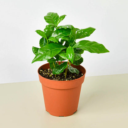 Arabica coffee plant with glossy green leaves in terracotta pot on neutral background