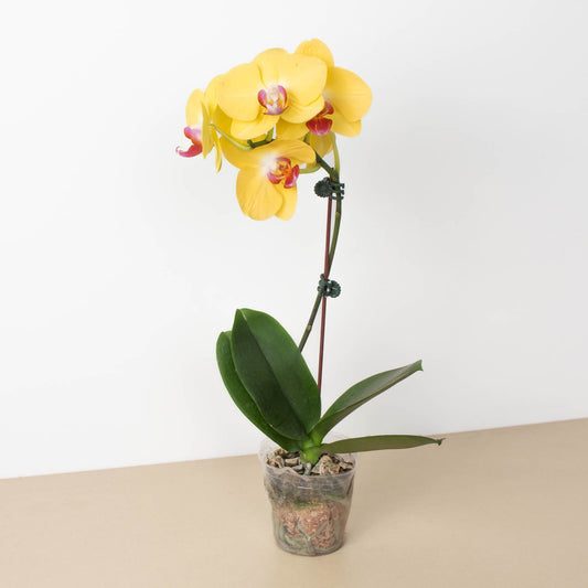 Yellow phalaenopsis orchid with pink-tinged blooms in clear pot, featuring green leaves and arching stem