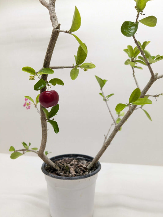 Barbados Cherry plant in pot with glossy green leaves, pink flowers, and single red cherry fruit