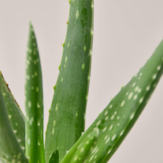 Green aloe vera plant with thick fleshy leaves featuring white spots against a neutral background