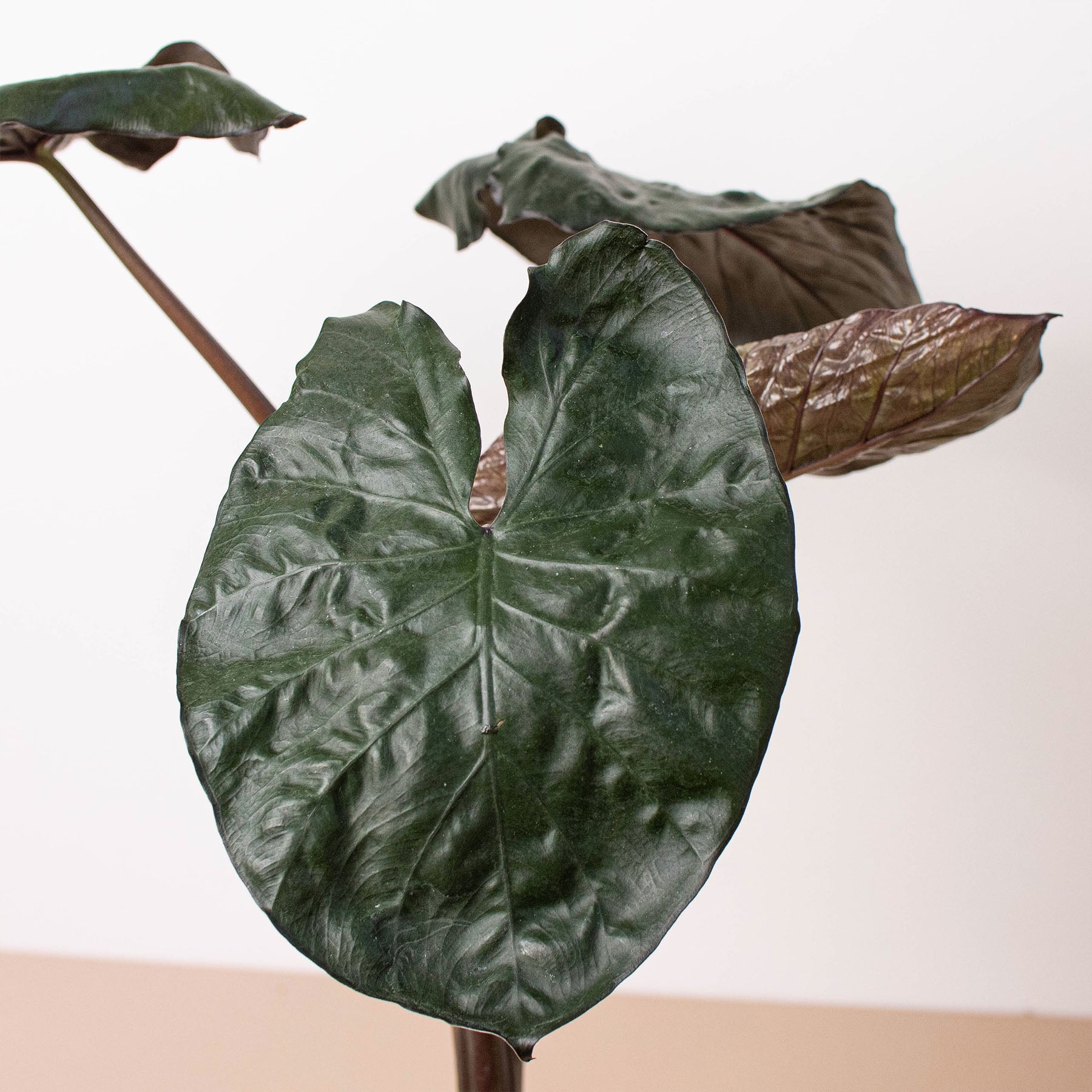 Heart-shaped Alocasia 'Serendipity' with glossy green leaves and dark purple undersides on brown stems