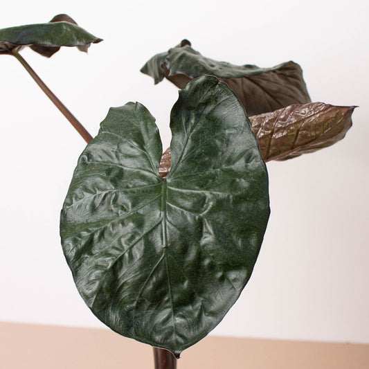 Heart-shaped Alocasia 'Serendipity' with glossy green leaves and dark purple undersides on brown stems