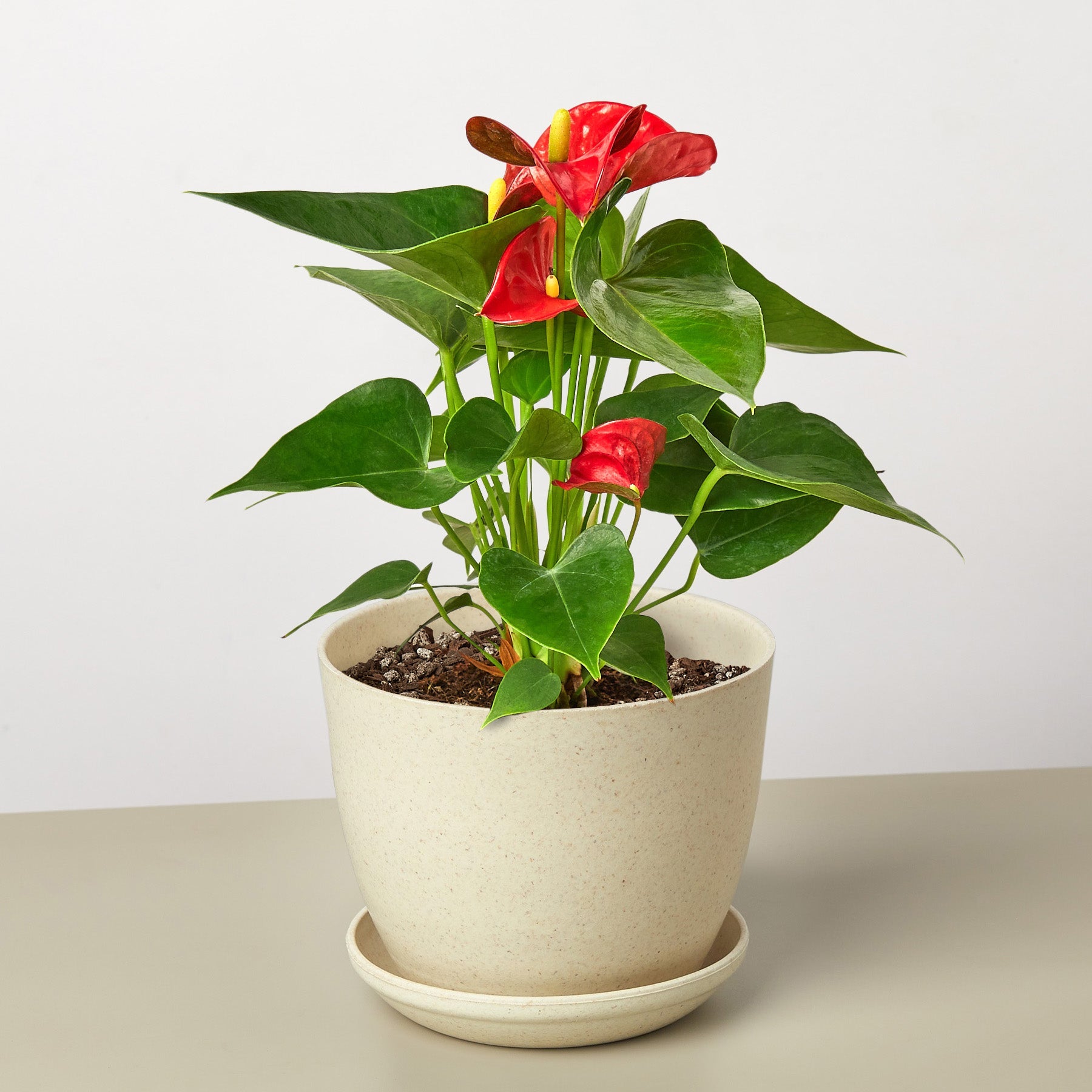 Red anthurium plant with glossy heart-shaped leaves and bright red flowers in beige ceramic pot with saucer