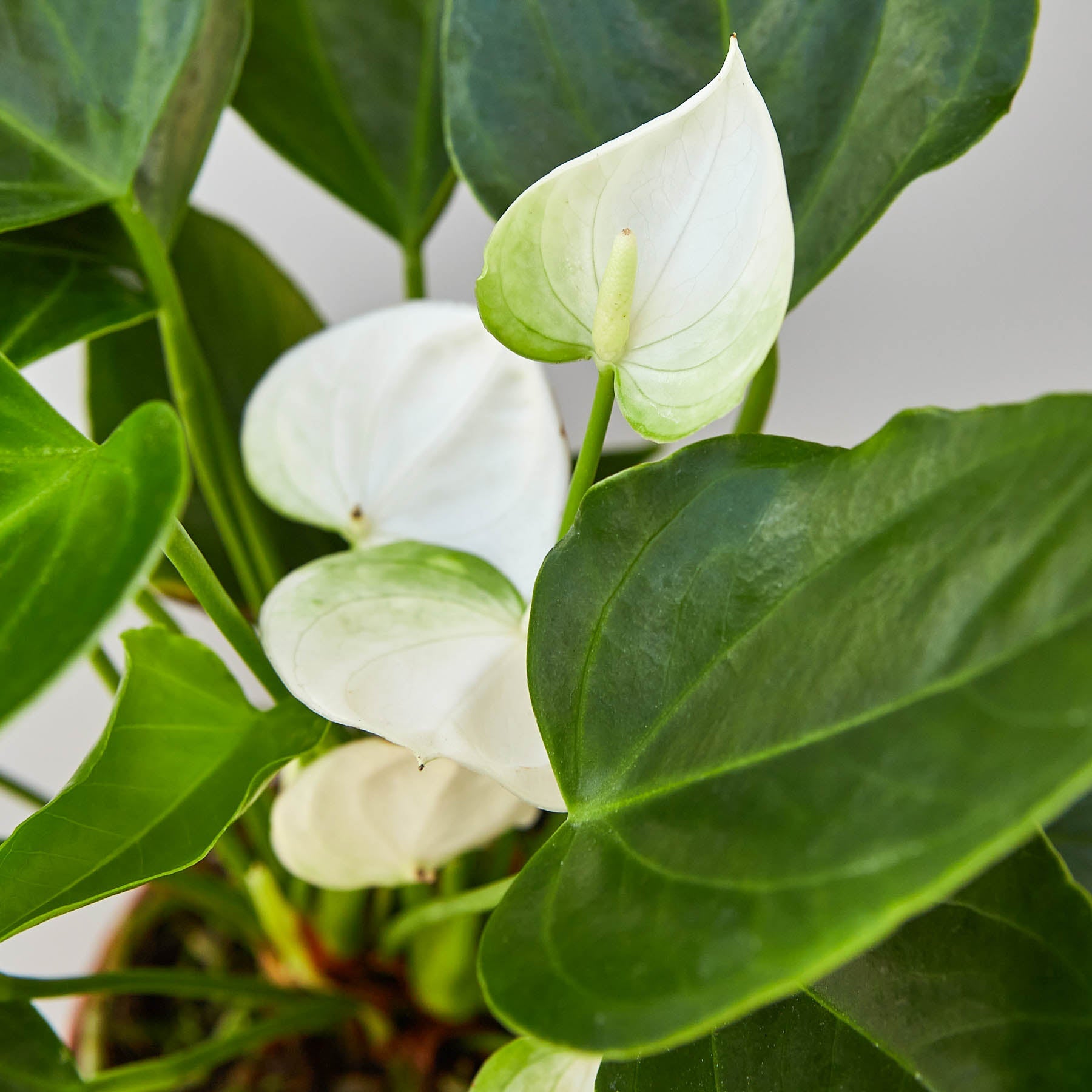 White anthurium with glossy heart-shaped spathe and green leaves, flamingo flower houseplant