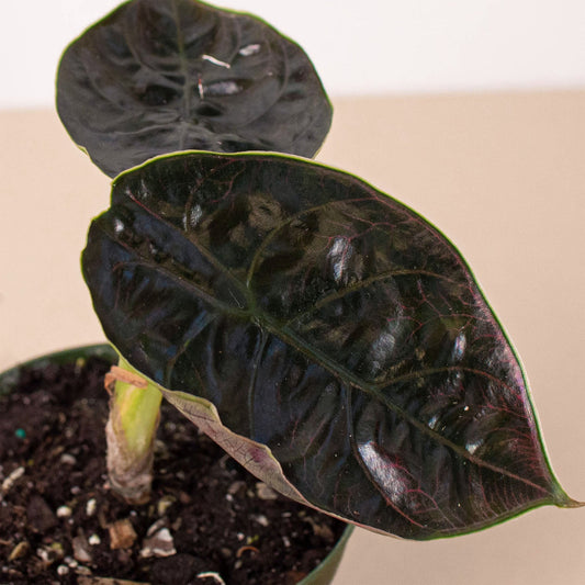 Dark glossy Alocasia 'Red Mambo' plant with deep green leaves and pink veining in black pot with soil