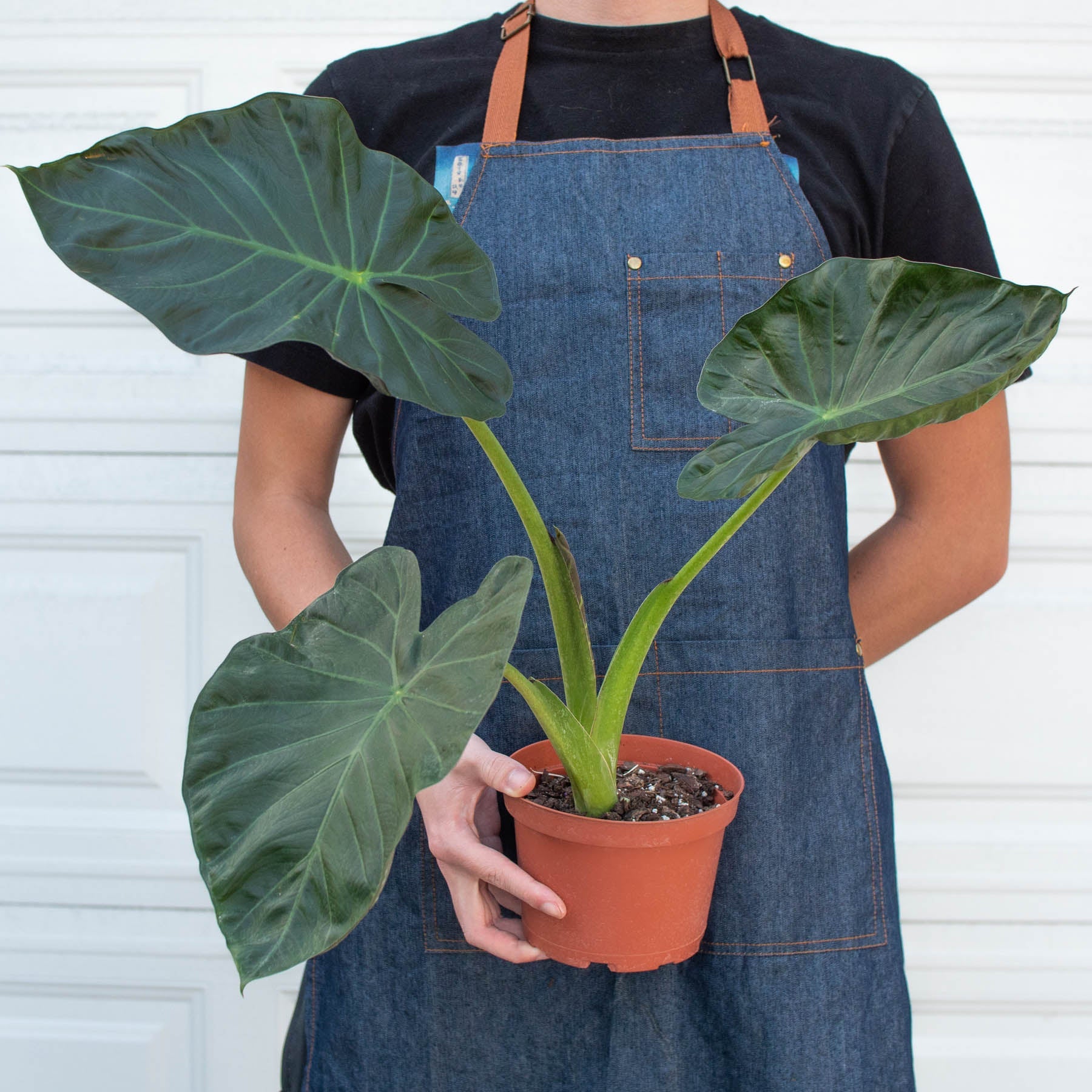Person in denim apron holding potted Alocasia 'Regal Shields' plant with large dark green heart-shaped leaves