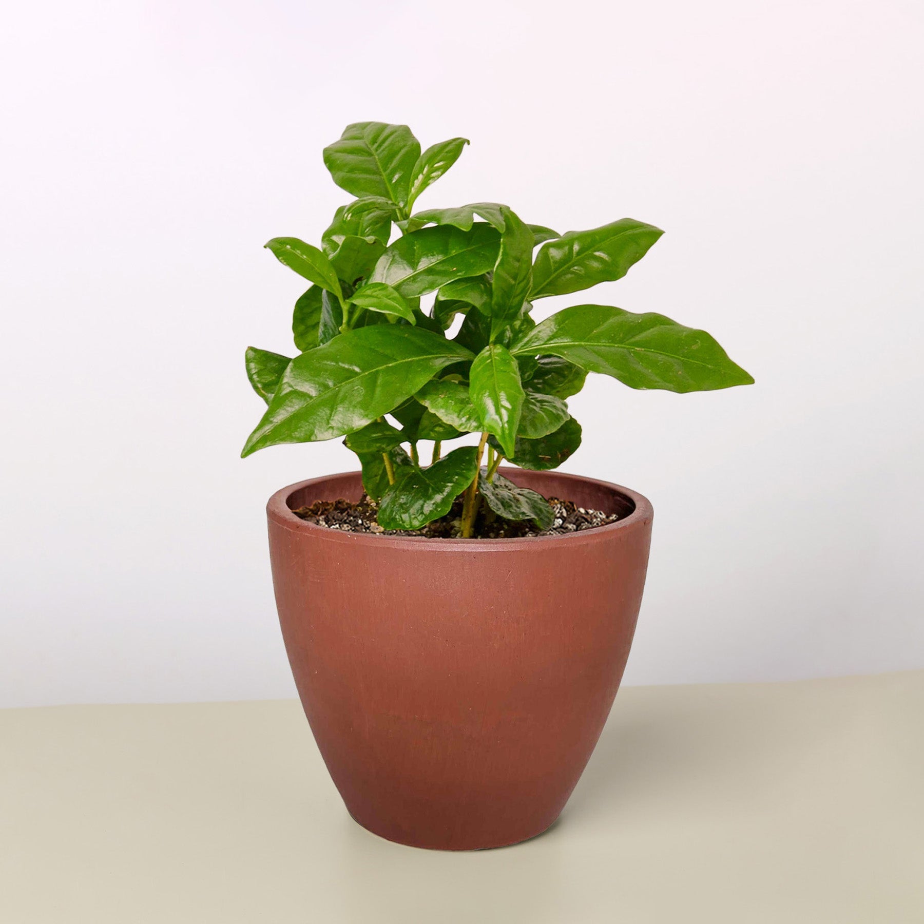Arabica coffee plant with glossy green leaves in terracotta pot on neutral background