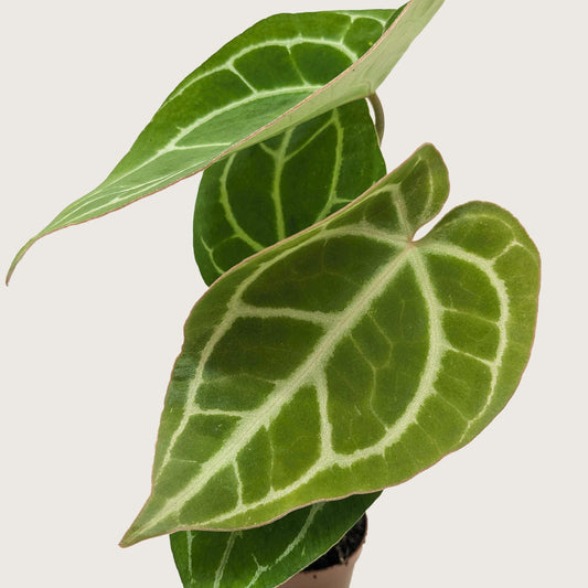 Anthurium Crystallinum with large velvety green heart-shaped leaves and prominent white veins against white background