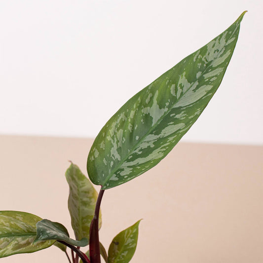 Dark green elongated leaf with silver-grey mottled markings and purple-tinged stem against neutral background