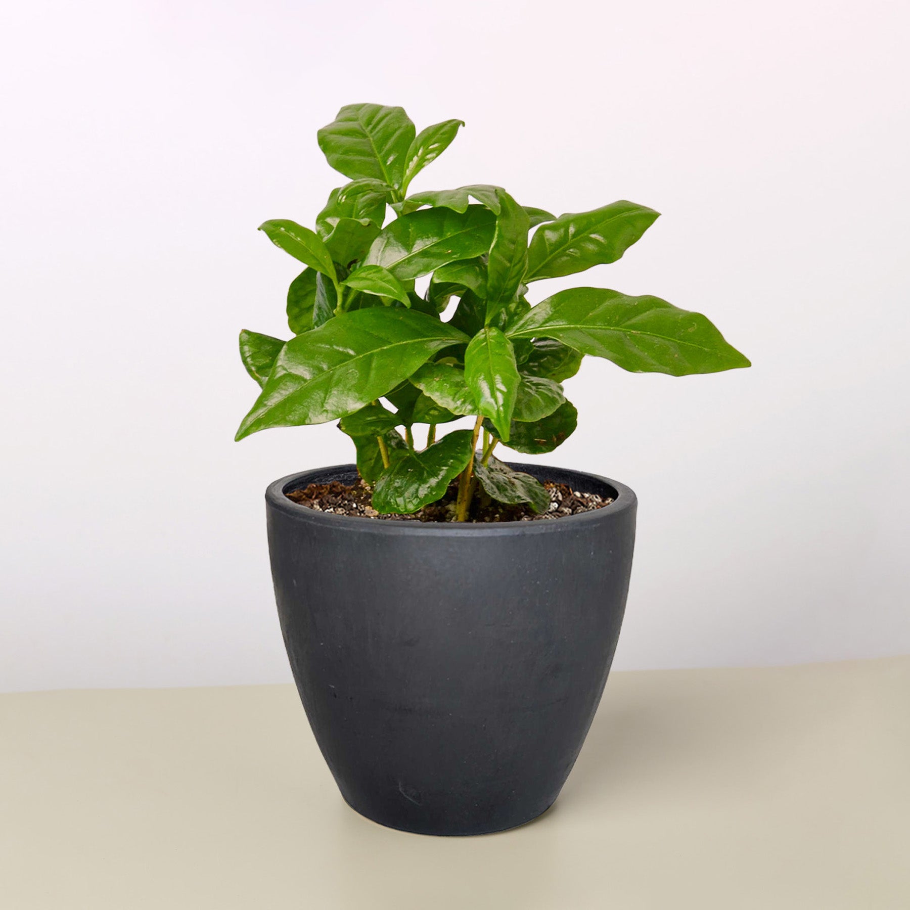 Arabica coffee plant with glossy green leaves in a dark gray pot on neutral background