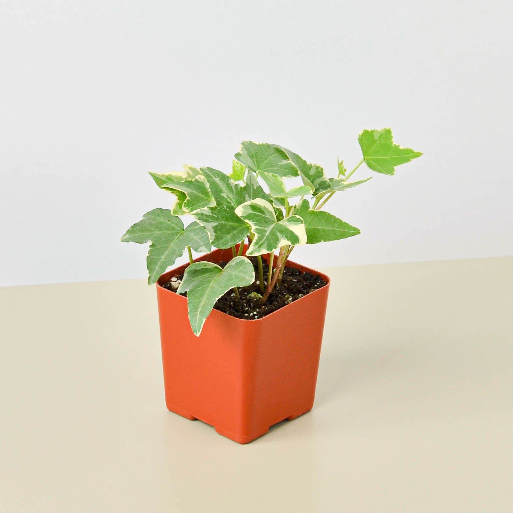 English Ivy 'Glacier' with variegated green and white leaves in an orange square pot on beige surface