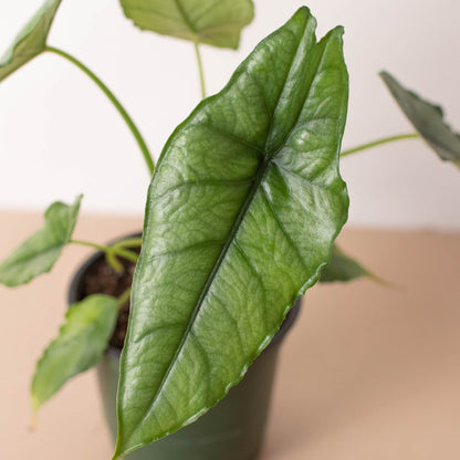 Alocasia Dragon's Breath with silvery blue pointed leaves in pot on wooden surface