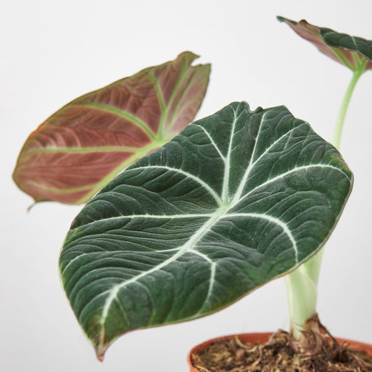 Dark green velvety Alocasia leaf with prominent white veins in terracotta pot against white background