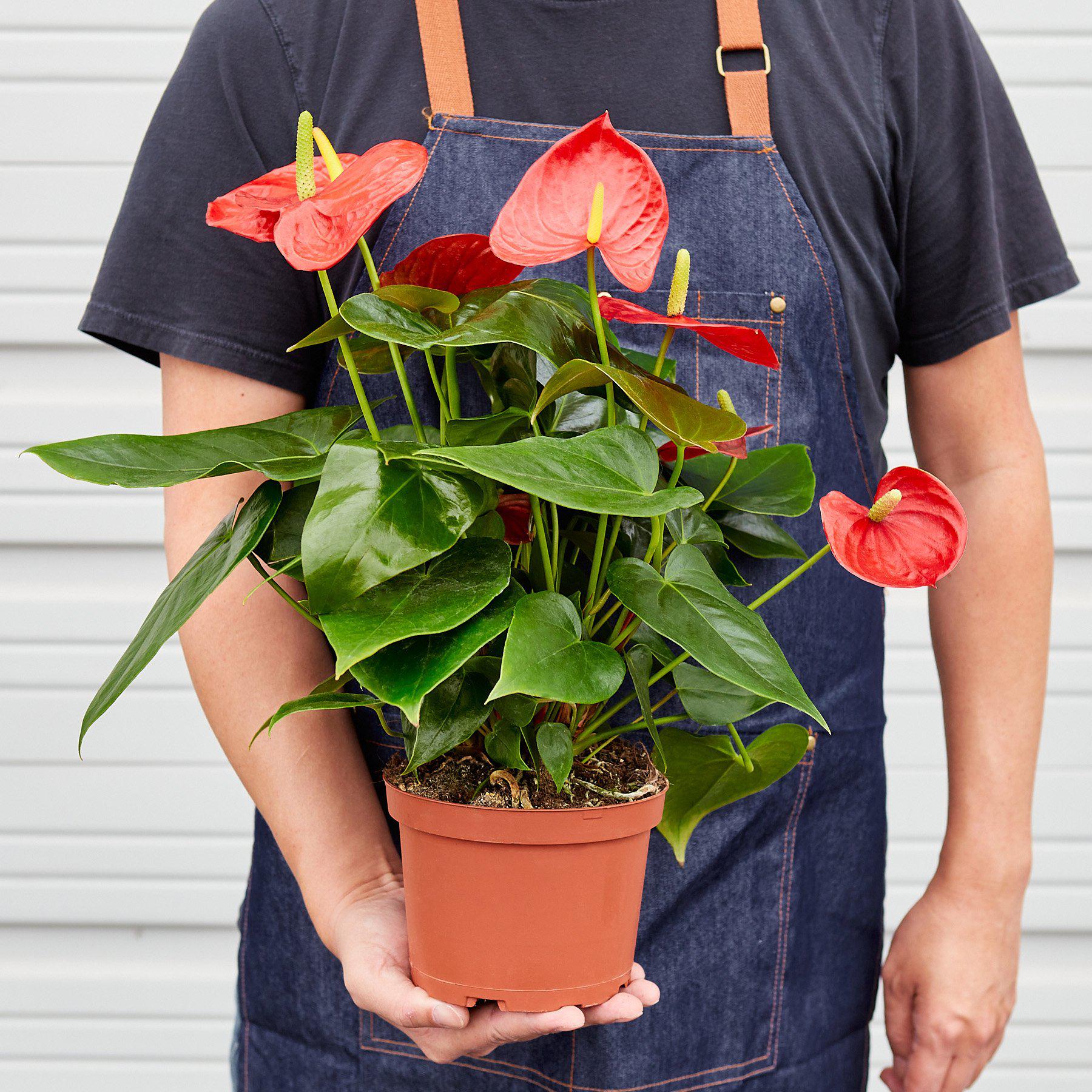 Person in denim apron holding potted Anthurium with glossy green heart-shaped leaves and red flamingo flowers