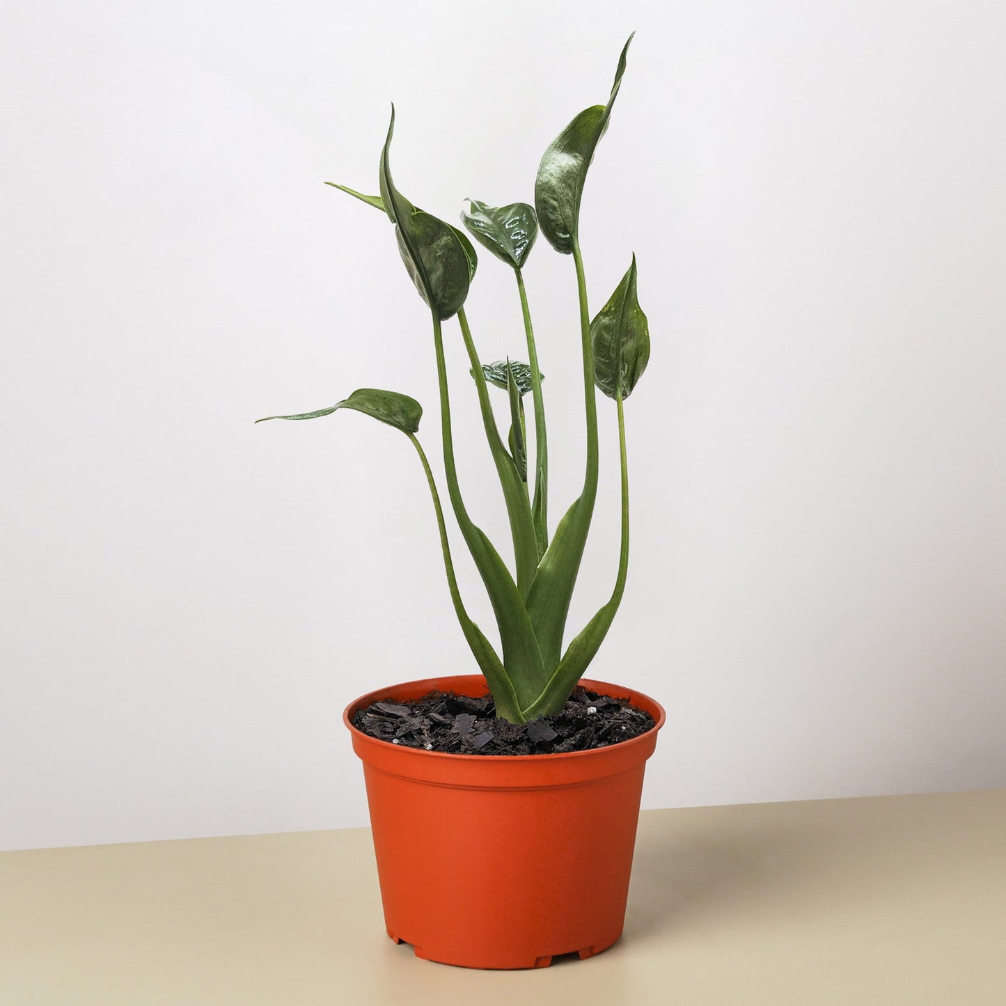 Alocasia 'Tiny Dancer' plant with cupped green leaves in orange pot on neutral background