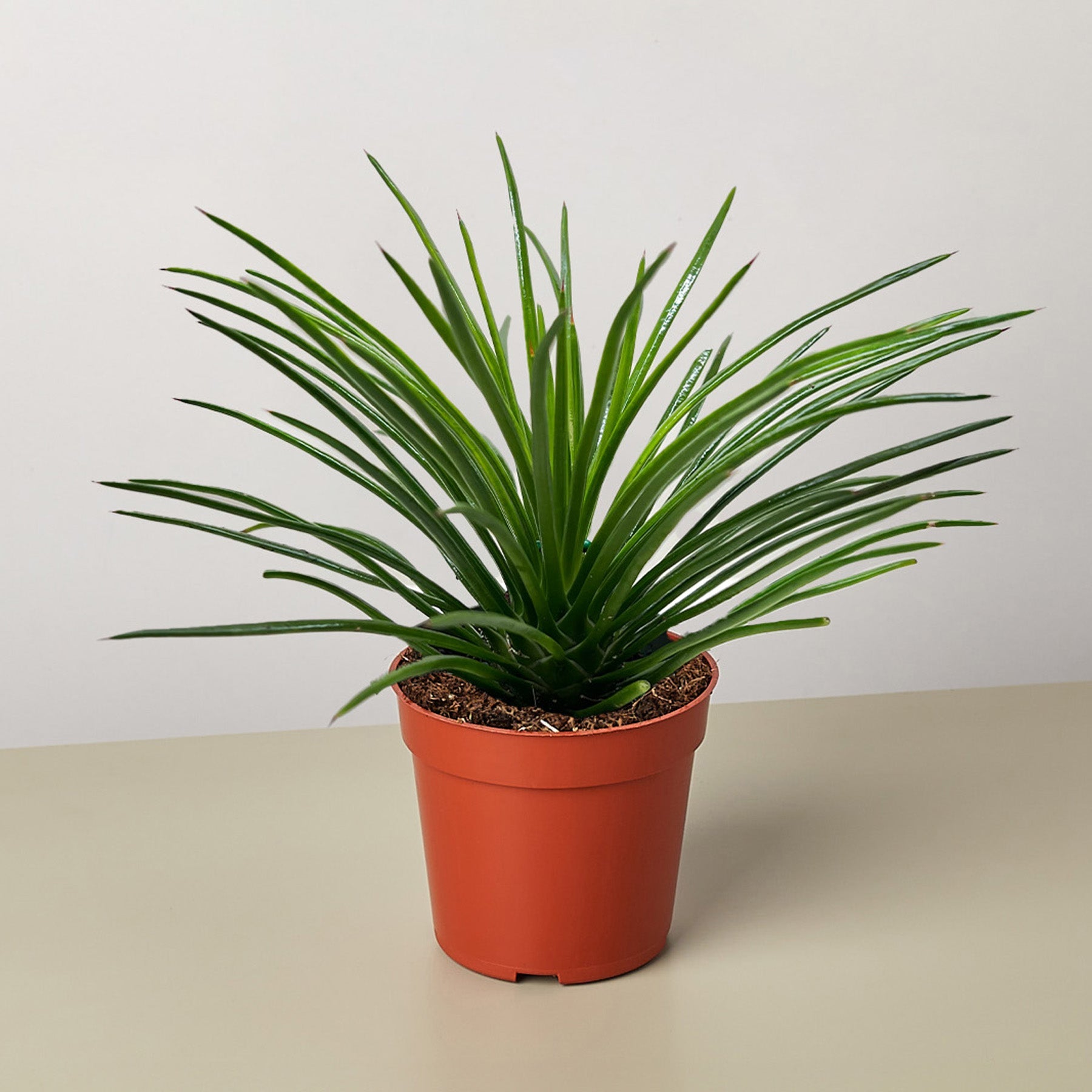 Agave Geminiflora succulent with thin green spiky leaves in orange pot on neutral background
