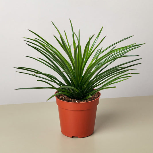 Agave Geminiflora succulent with thin green spiky leaves in orange pot on neutral background