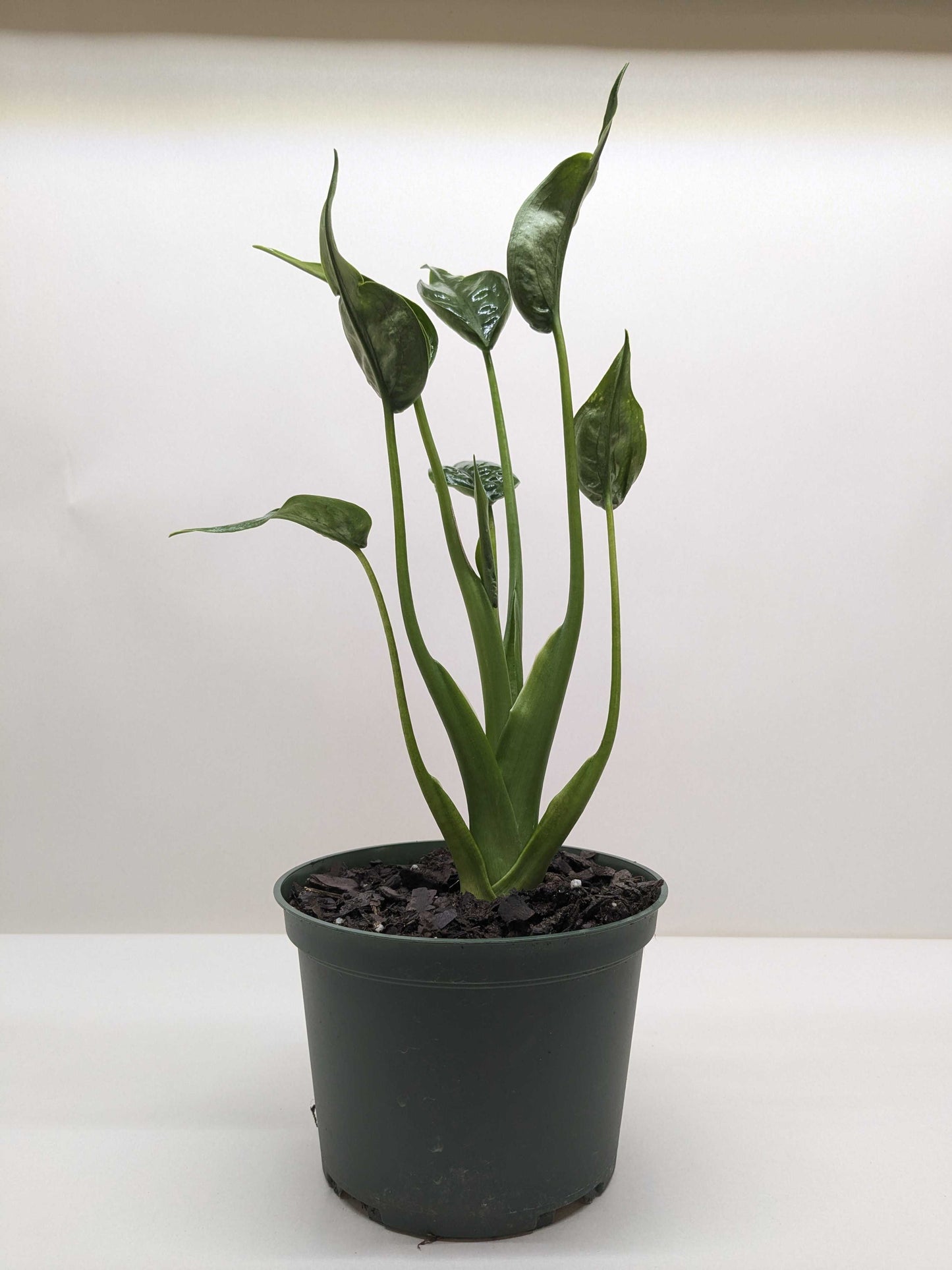 Alocasia Tiny Dancer plant with curved cupped leaves in 4-inch black nursery pot