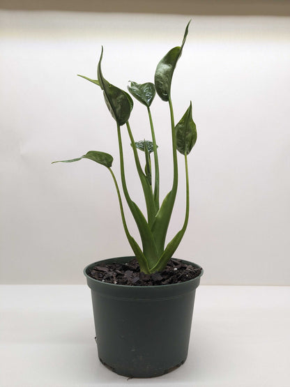 Alocasia Tiny Dancer plant with curved cupped leaves in 4-inch black nursery pot